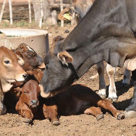 Haasenhof Gastefarm Villa Okahandja Bagian luar foto