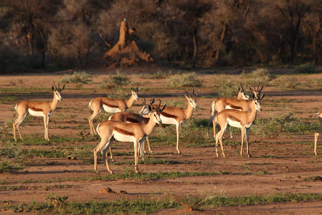 Haasenhof Gastefarm Villa Okahandja Bagian luar foto