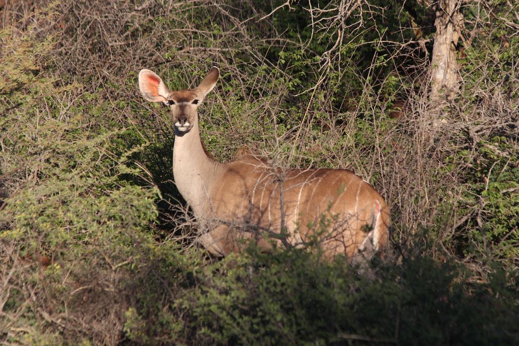 Haasenhof Gastefarm Villa Okahandja Bagian luar foto
