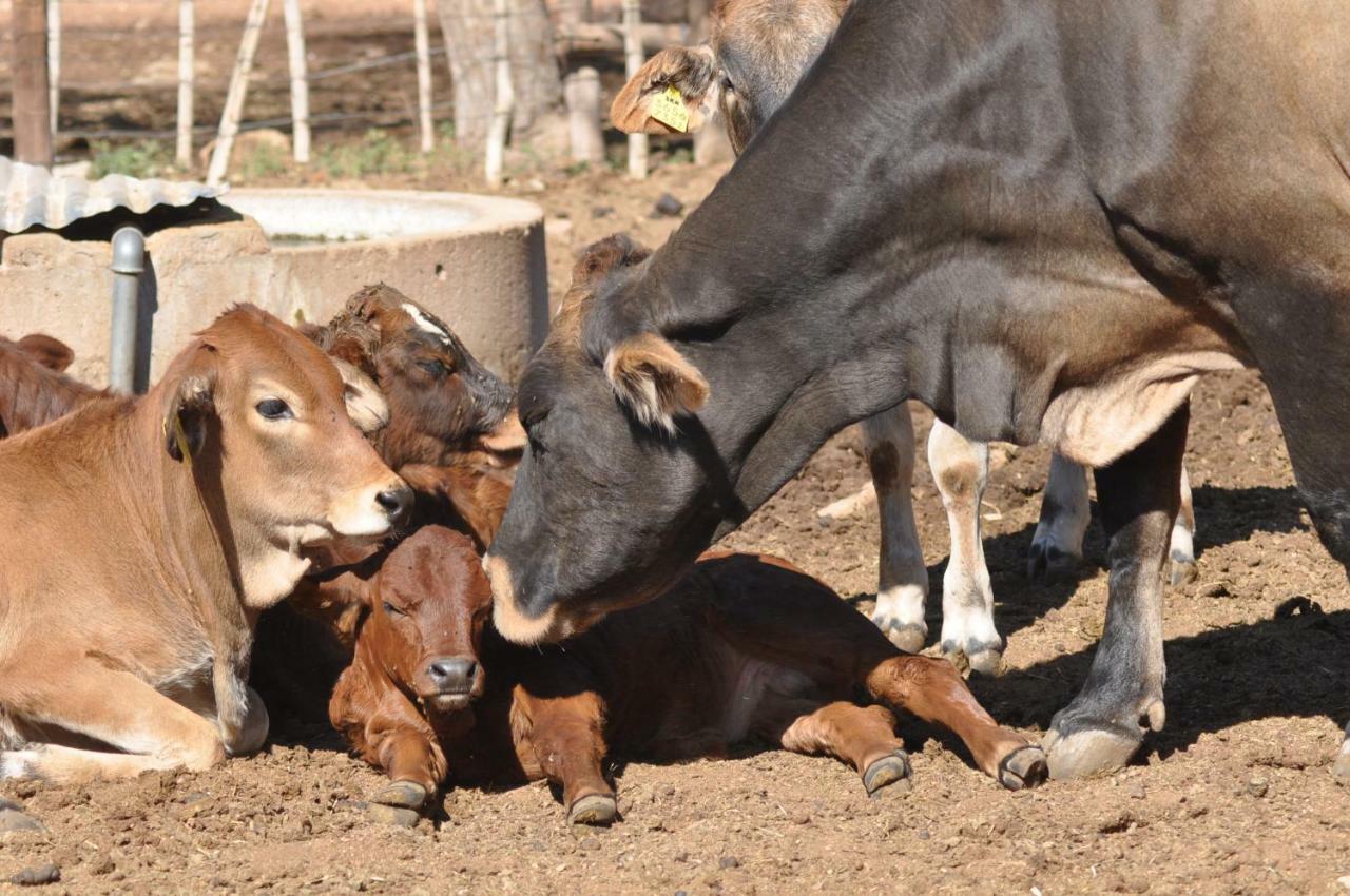Haasenhof Gastefarm Villa Okahandja Bagian luar foto