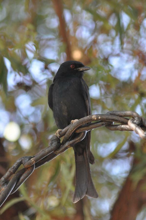Haasenhof Gastefarm Villa Okahandja Bagian luar foto